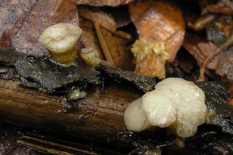 Cudoniella tenuispora